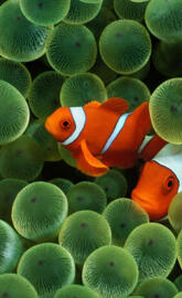 Clown Fish Hd