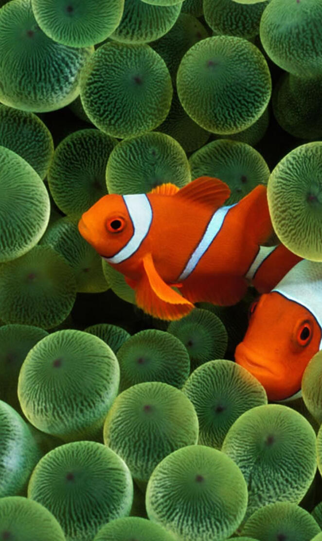 Clown Fish Hd