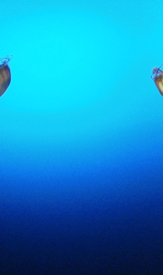 Omaha Zoo Jellyfish