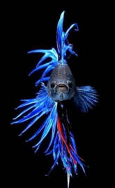 fighting fish