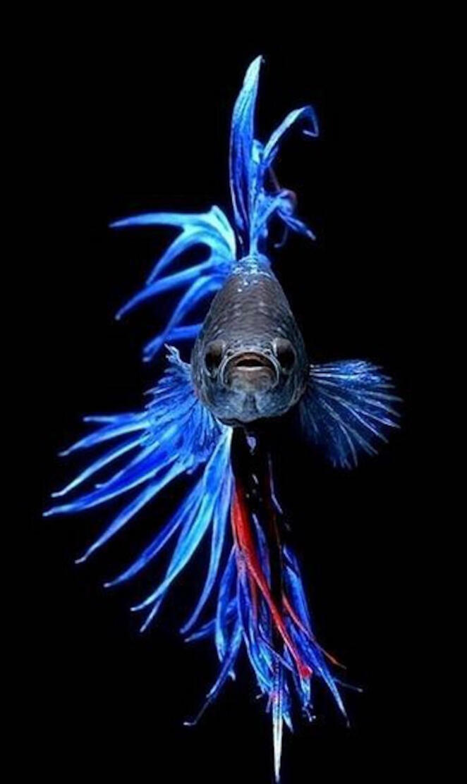 fighting fish