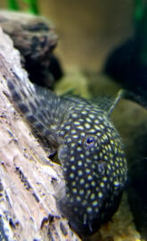 BN Pleco