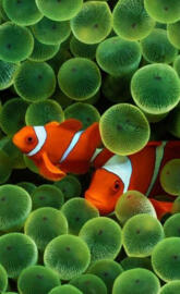 Clownfish