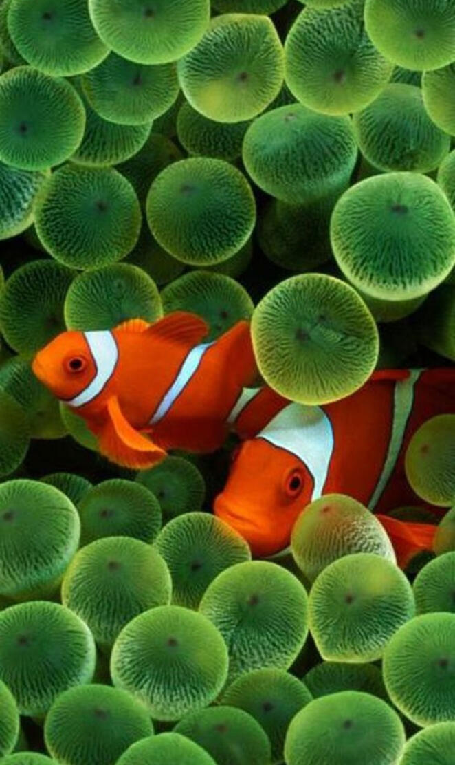 Clownfish