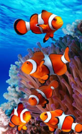 Clownfish