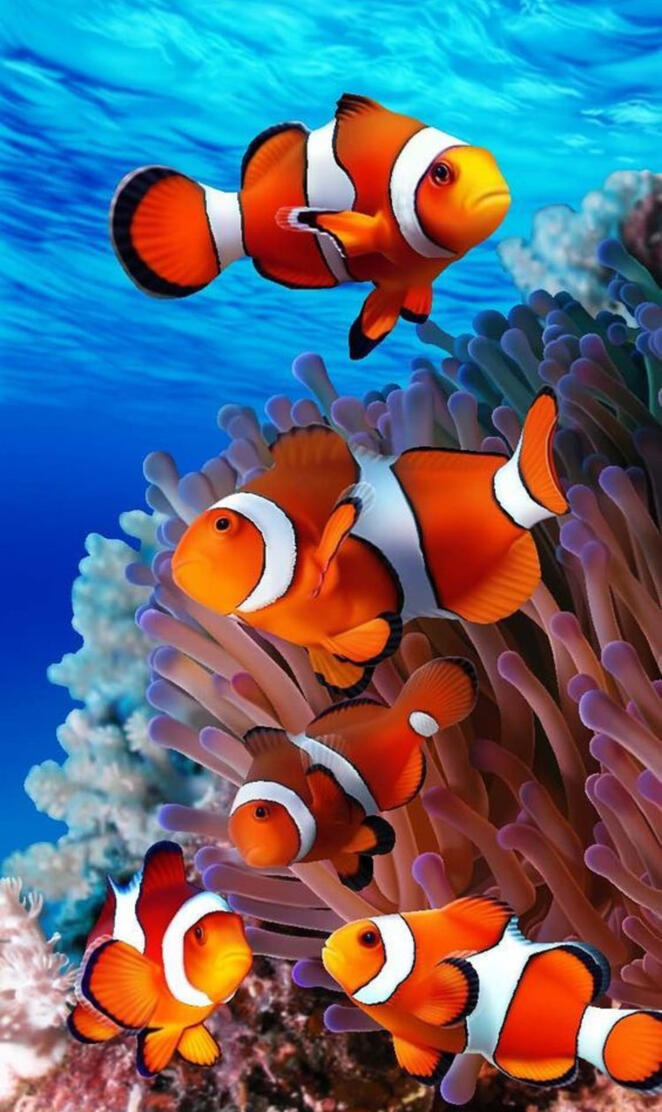 Clownfish