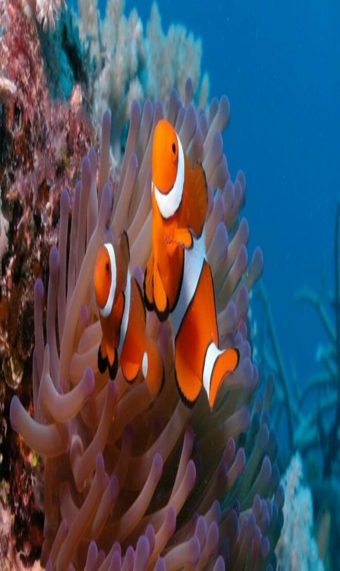 Clown Fish