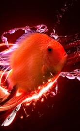 Fish 3d