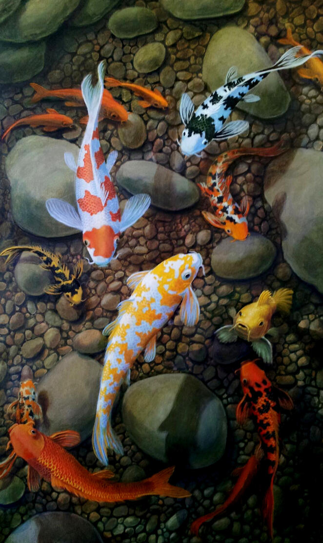 Koi fish