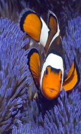Clown Fish