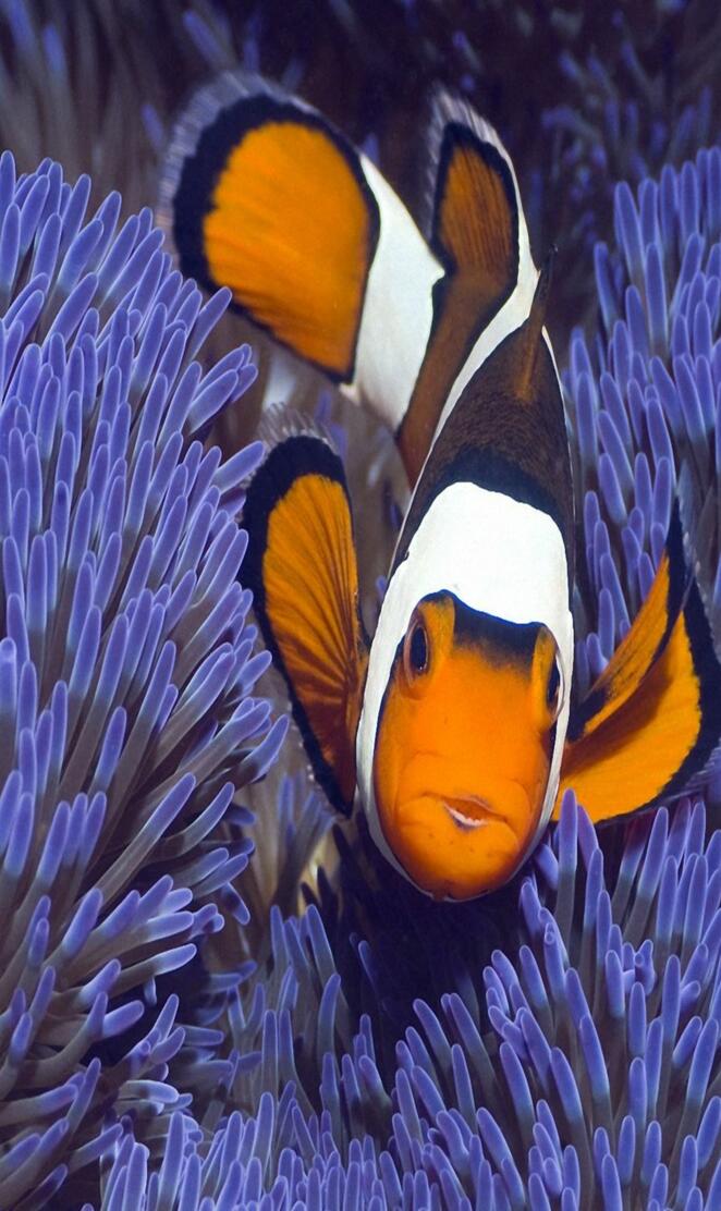 Clown Fish