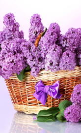 Basket Of Lilacs