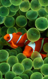 Clown Fish