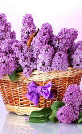 Basket Of Lilacs