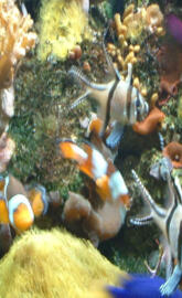 Clown Fish