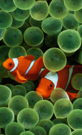 Clown Fish