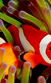 Clownfish