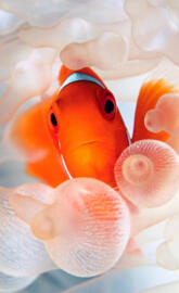 Clownfish