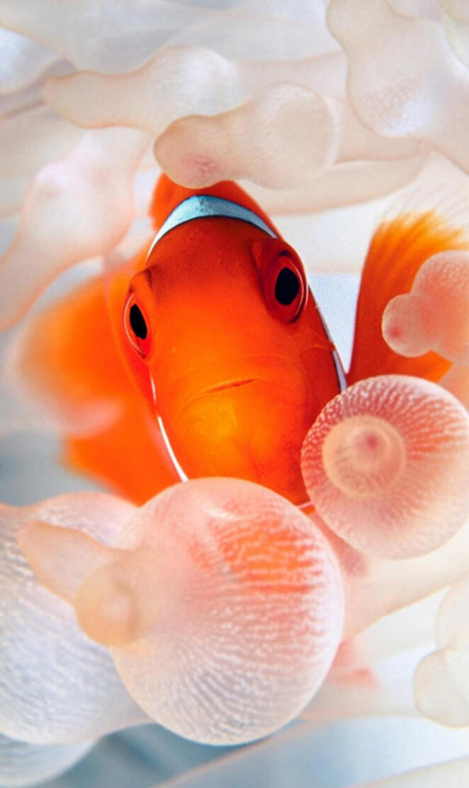 Clownfish
