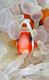 Clownfish
