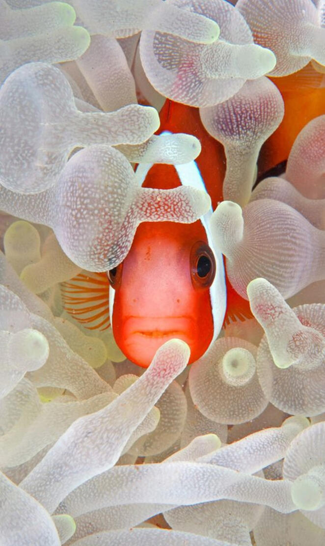 Clownfish