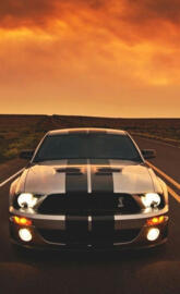Sunlight Mustang