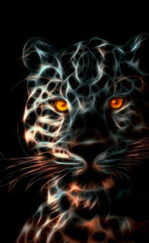 Amoiled Wallpaper