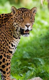 jaguar-wild animal