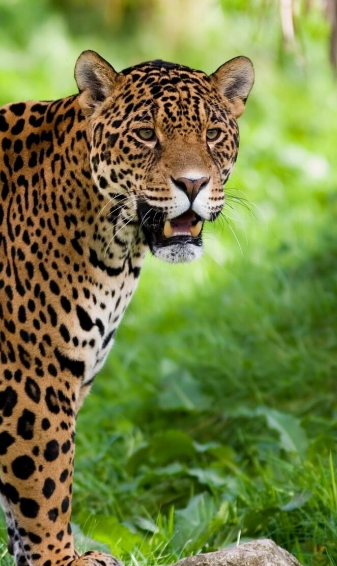 jaguar-wild animal