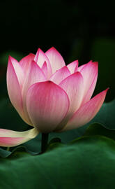 lotus flower