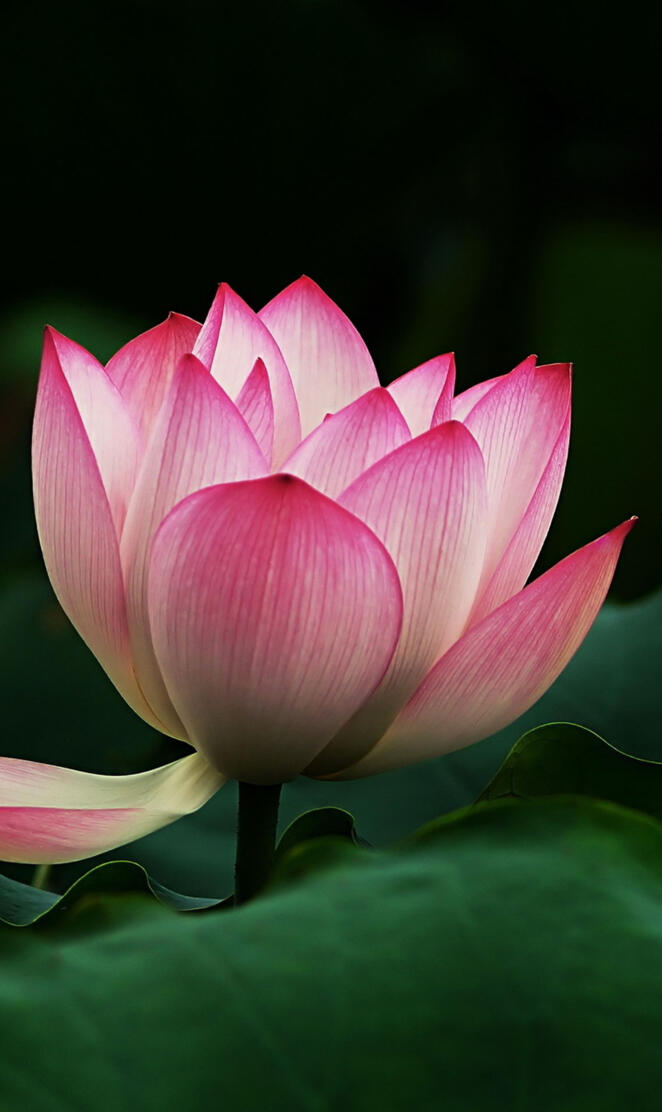 lotus flower