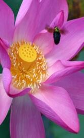 Lotus Lily Flower