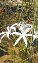 Swamp lily