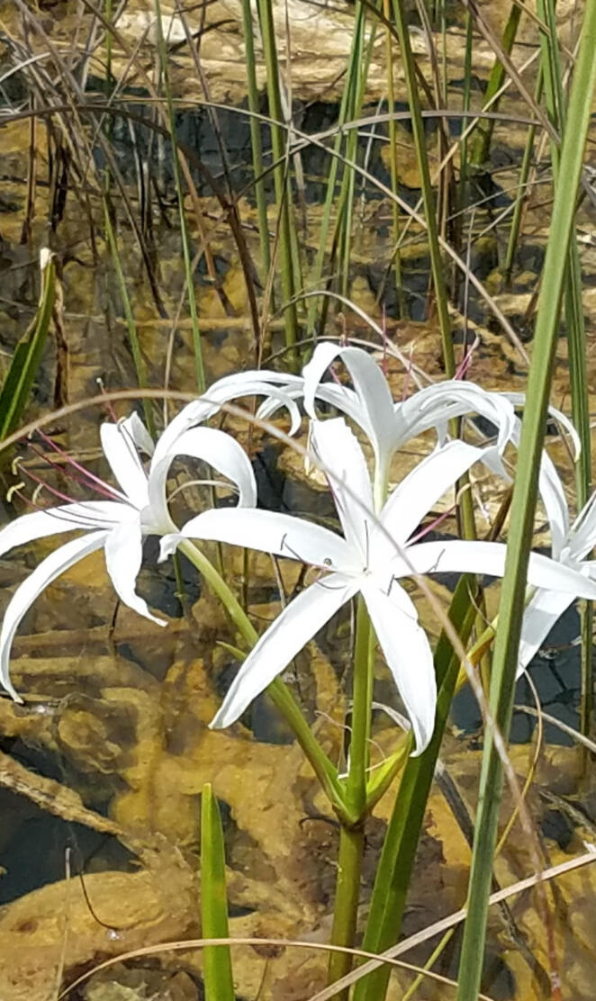 Swamp lily