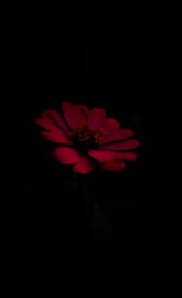 Amoled flower