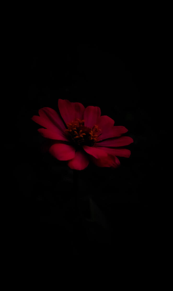 Amoled flower
