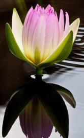 Lotus flower