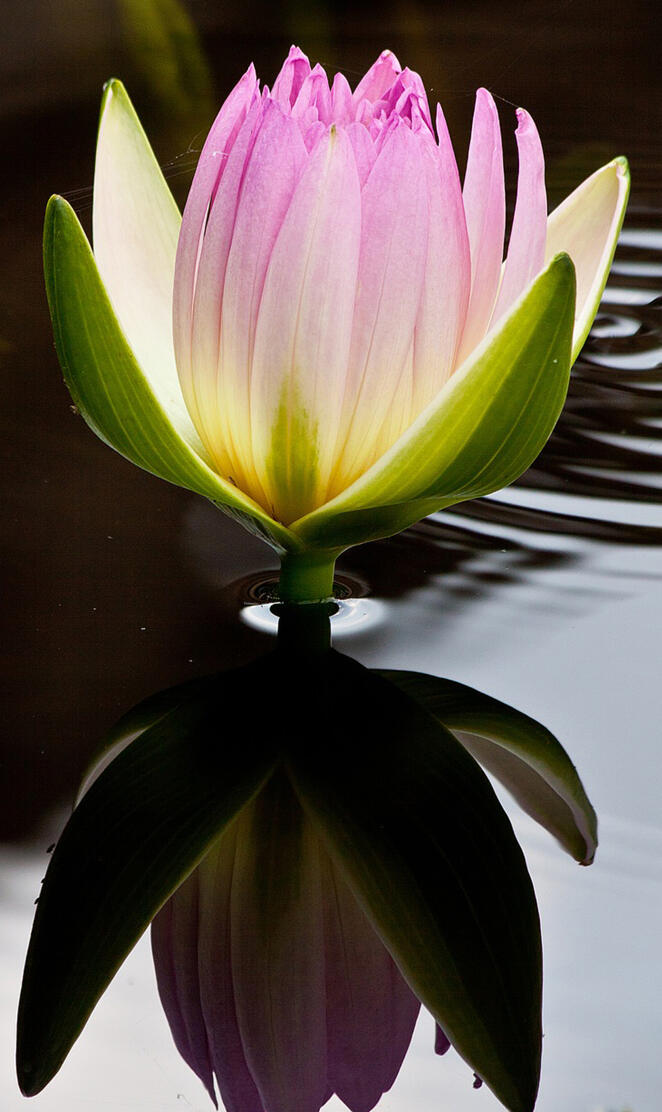 Lotus flower