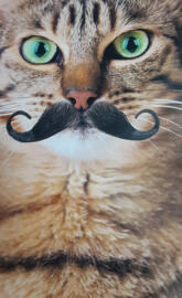 Freddie Mercury Cat