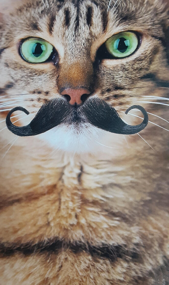Freddie Mercury Cat