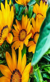 Gazania Rigens