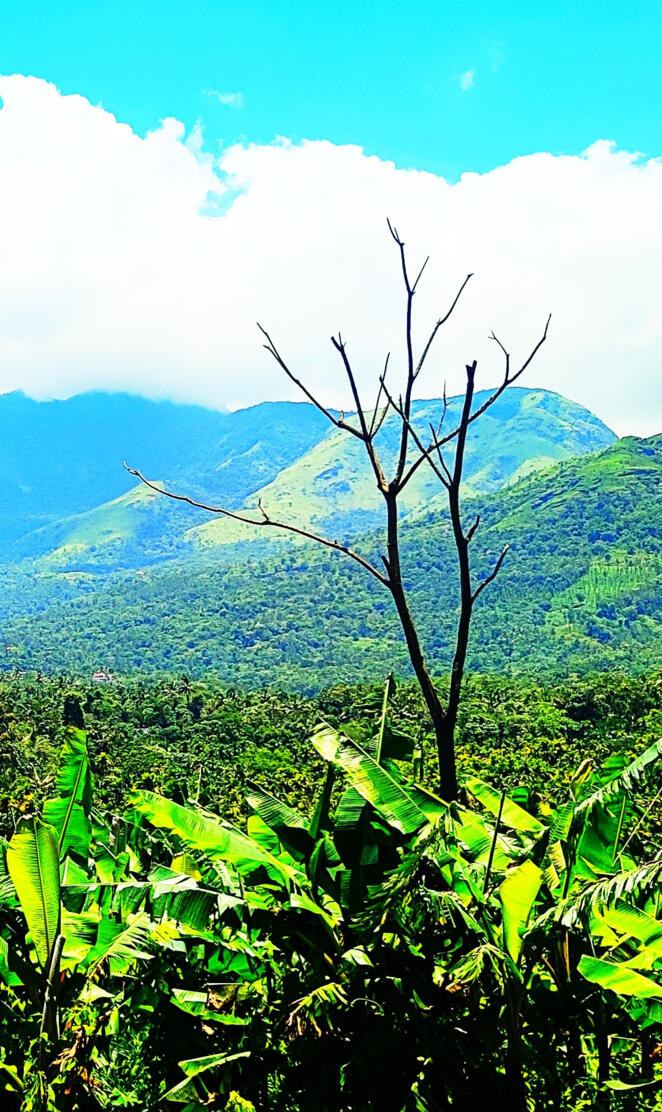 Wayanad Natural