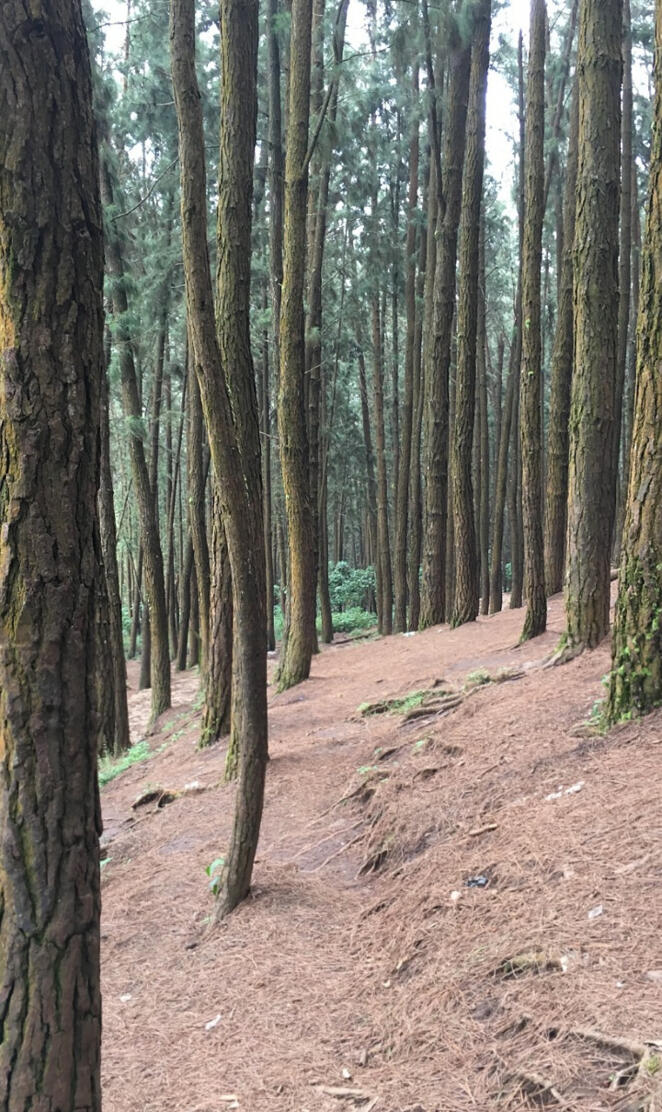 Pine trees munnar