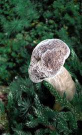 Fungus Yair Mueller IG