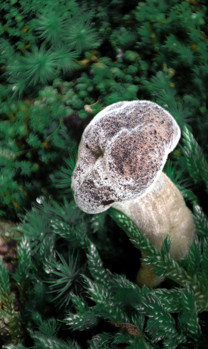 Fungus Yair Mueller IG