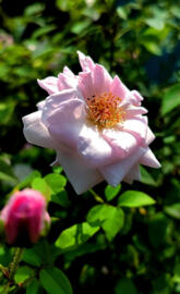 Bush Rose