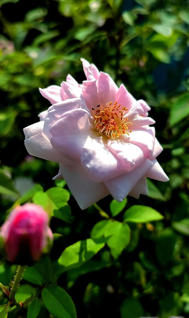 Bush Rose