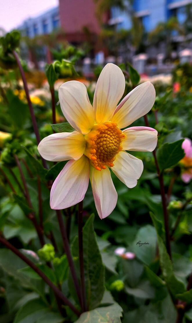dahlia