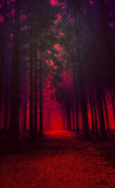 Darkness into the Wild