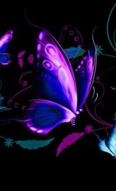 Beautiful Butterflie